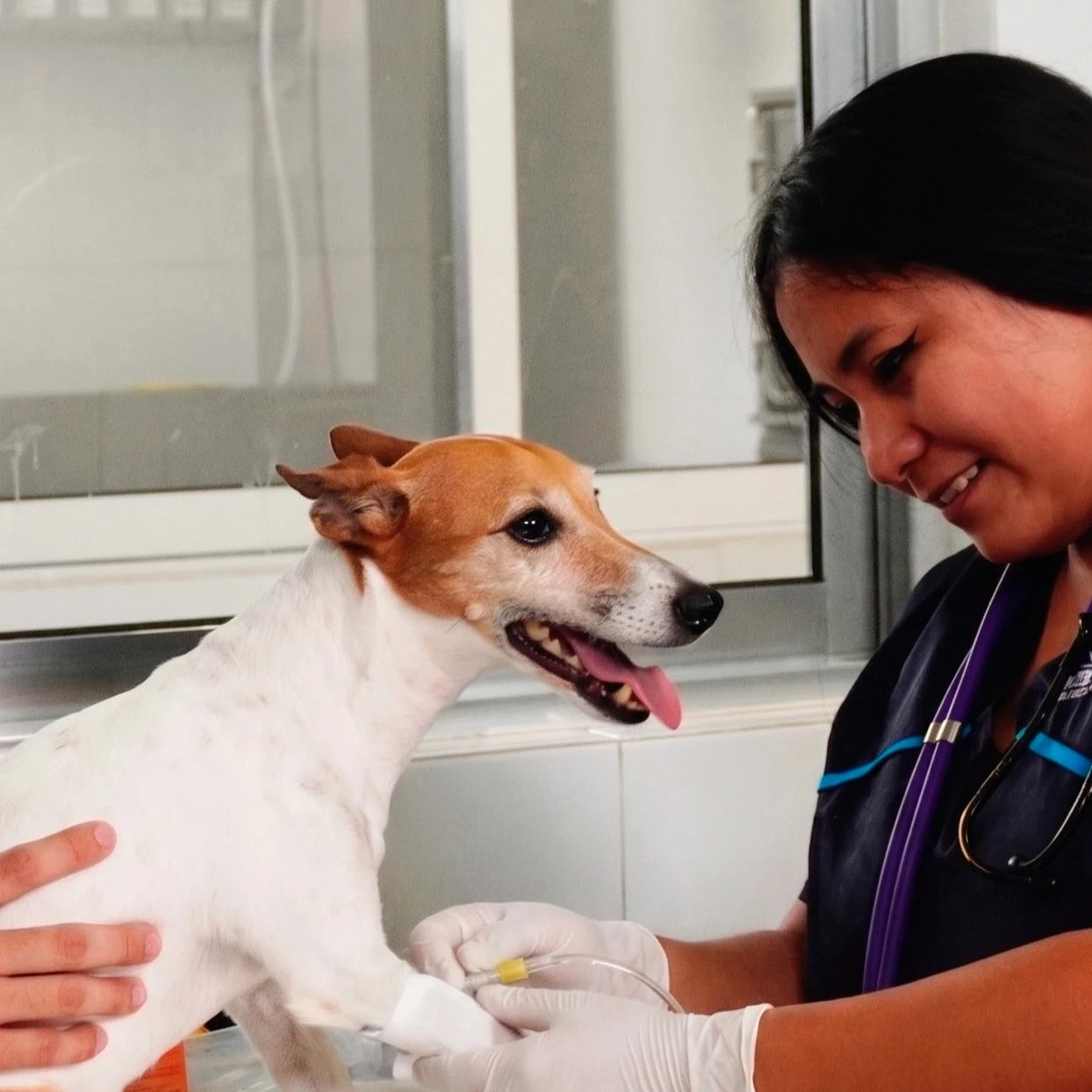 Veterinaria Zoohabitat bienvenida