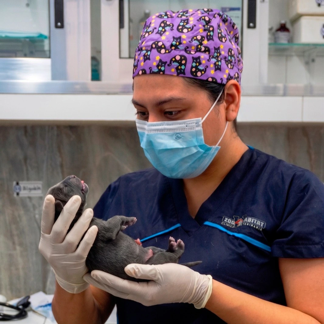 Veterinaria Zoohabitat bienvenida